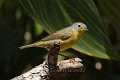 Nashville Warbler 2012-05-05